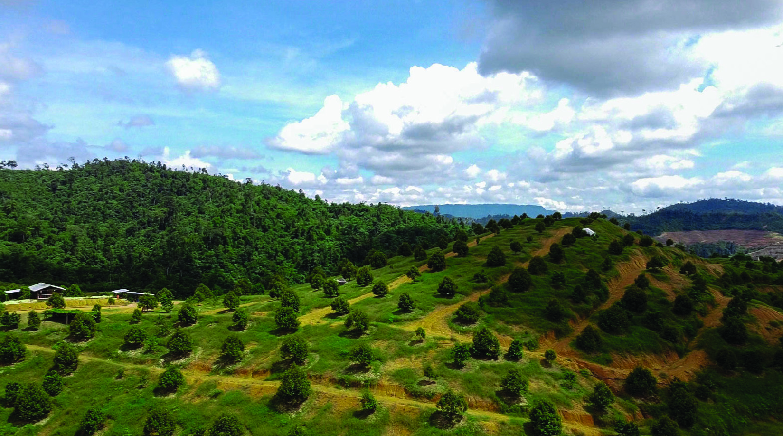 About Musang Valley Plantation