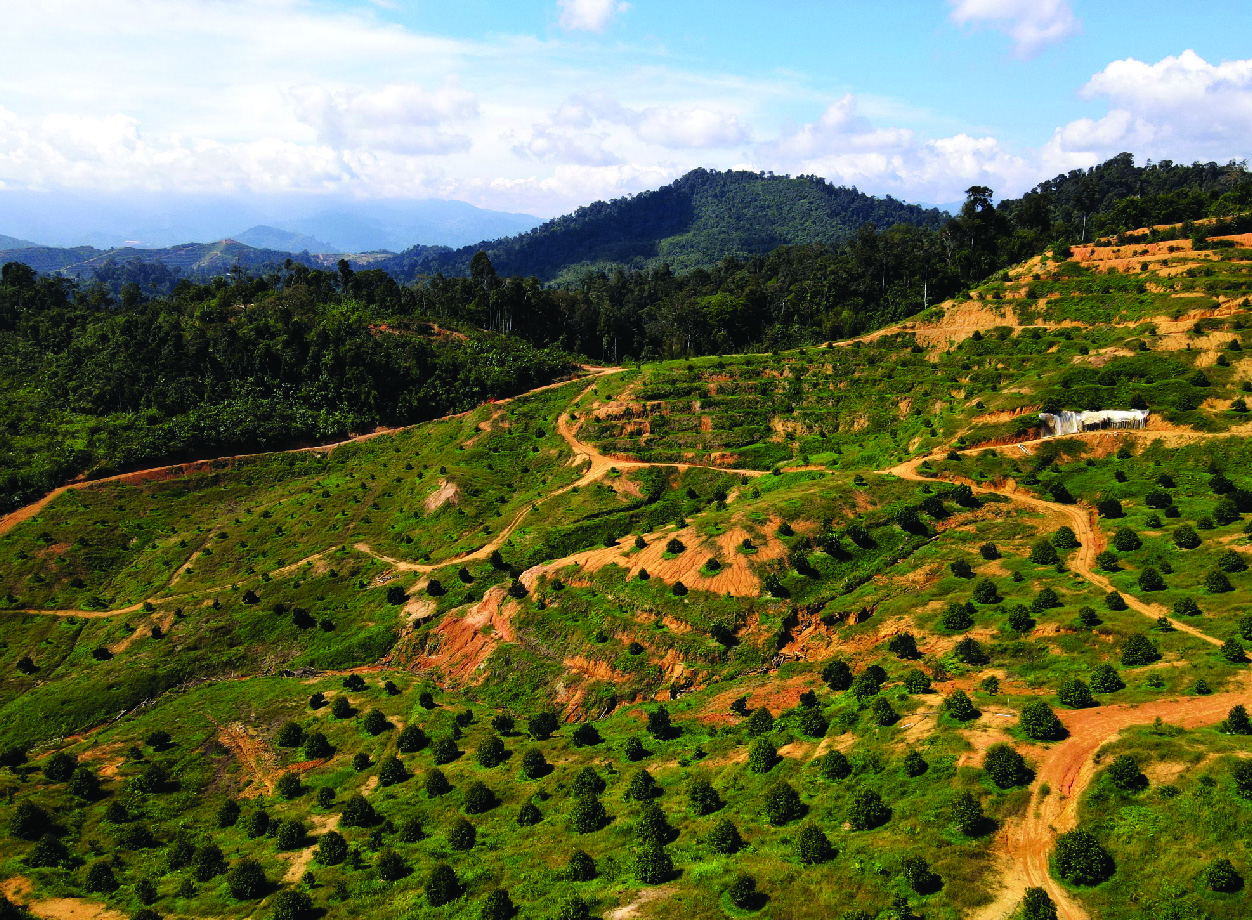 About Musang Valley Plantation