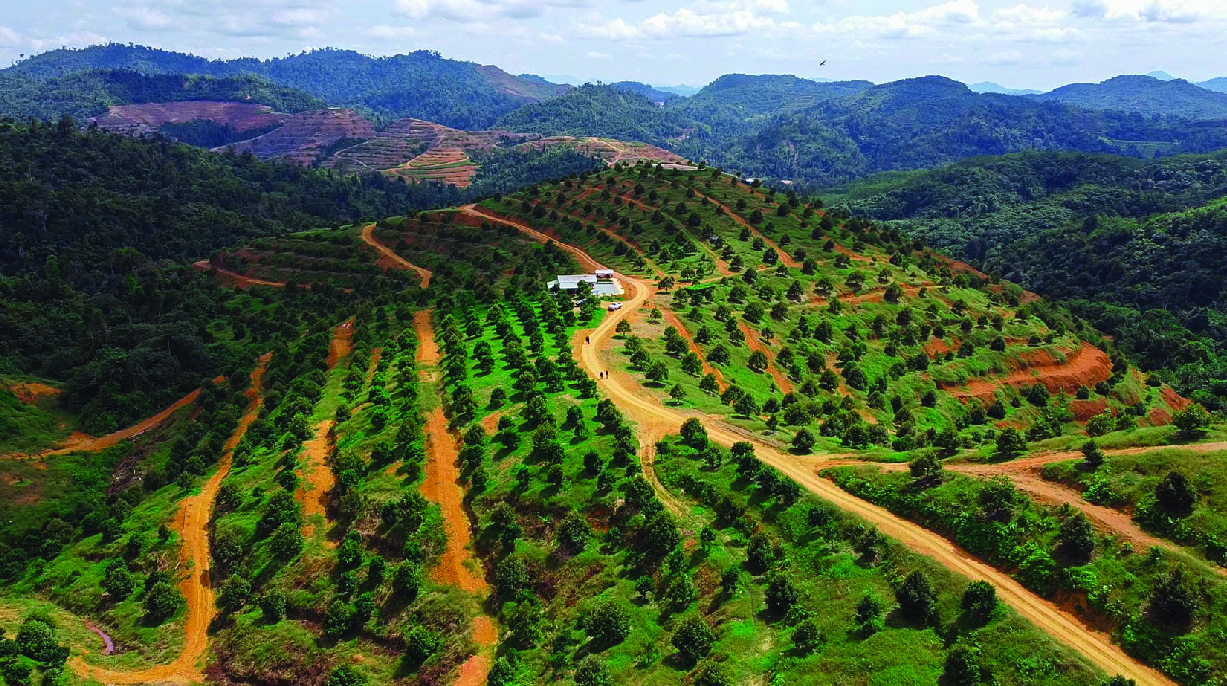 Musang Valley Plantation