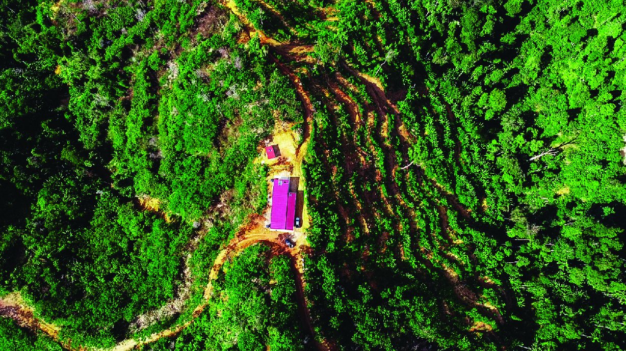 Musang Valley Plantation